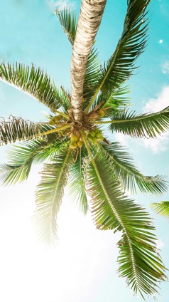 coconut palm tree